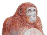 Anoiapithecus