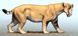 Barbourofelis