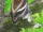Cathayornis