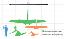 220px-Geosternbergia scale