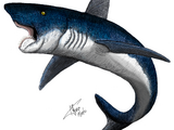 Helicoprion mexicanus