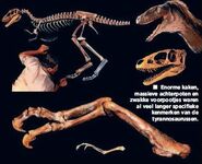 Raptorex kriegsteinii01