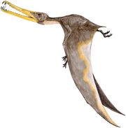 Cearadactylus