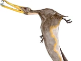 Cearadactylus