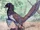 Balaur