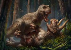 Versus triceratops