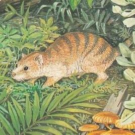 Wabulacinus