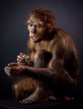 Homo habilis model