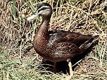 Anas platyrhynchos oustaleti