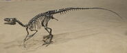 Ornitholestes Royal Tyrrell 2