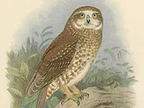 Ninox novaeseelandiae albaria