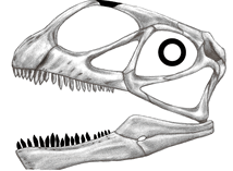 Abrosaurus1