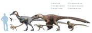 Tamaño de Dromaeosaurus (4) comparado con otros miembros de la familia . Créditos: Fred Wierum.