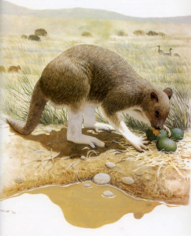 Propleopus Prehistoria Fandom Fandom