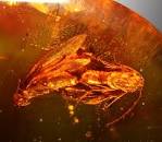 Images (31)