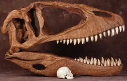 Carcharodontosaurus Skull
