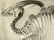 P. walkeri con muesca en las vértebras.
