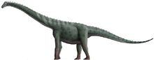 Rinconsaurus