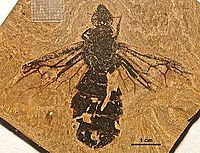 Titanomyrma simillima SMFMEI01006 01