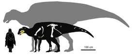 Comparación de tamaño entre el holotipo y paratipo de Kelumapusaura y un humano de estatura promedio.