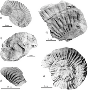 Figura-8-a-Paltechioceras-rothpletzi-UAHMP-2260-b-Phylloceras-sp-UAHMP-2255-c