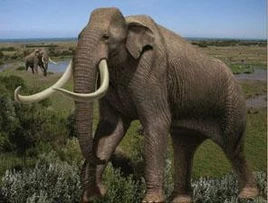 Mammuthus meridionalis