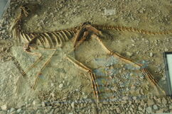 Silesaurus skeleton