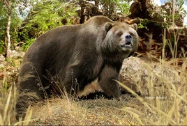 Ursus spelaeus