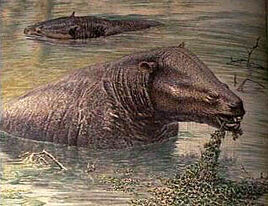 Daouitherium