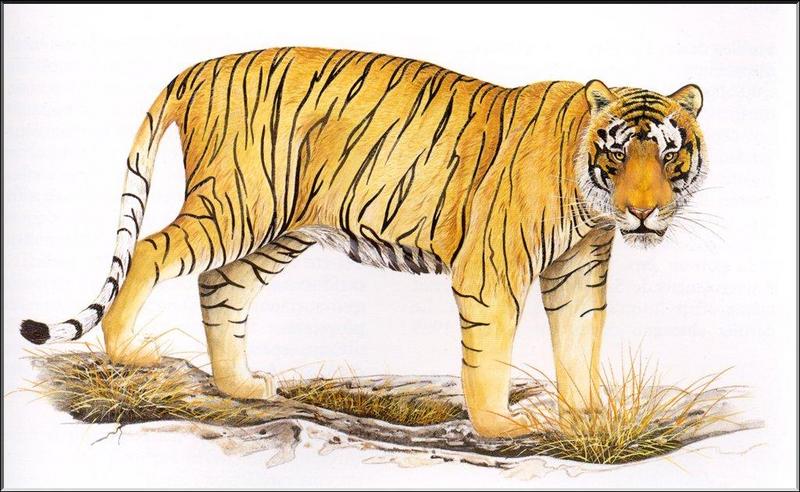 pantera tigris dibujo