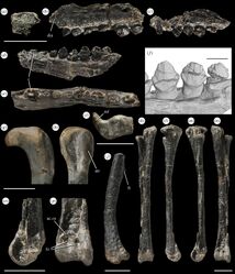 Fruitadens fossil