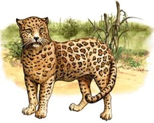 Recreacion de un Jaguar de Arizona en vida