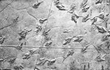 Huellas Grallator de Middletown, Connecticut (Crédito: Richard S. Lull).