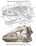 RaptorexyTarbosaurus