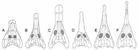 Прионозух и другие архегозавры.png (113 КБ) Черепа различных архегозавров. Слева-направо: мелозавр (A), архегозавр (B), коллидозух (C), Platyoposaurus stuckenbergi (D), Platyoposaurus watsoni (E) и Prionosuchus plummeri (F)
