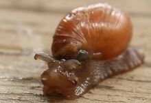 Euglandina rosea
