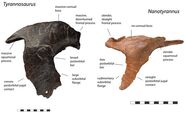 Правая глазничная кость тираннозавра LACM 150167 и левая глазничная кость нанотиранна BMRP 2002.4.1 в боковом виде