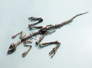 Jeholosaurus skeleton