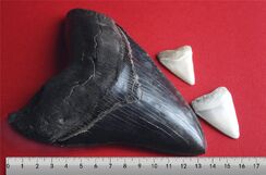 Megalodon tooth with great white sharks teeth