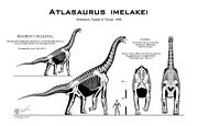 Atlasaurus skelet