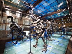 Iguanodon skeleton 02