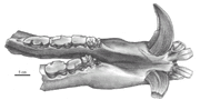A03f7