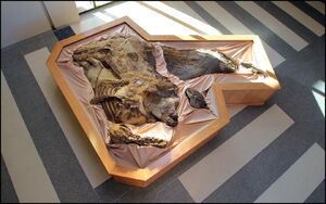 Dakota-dino mummy- North Dakota Heritage Center