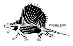 Dimetrodonskeletal