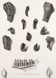 Iguanodon teeth, (Mantell, 1825)