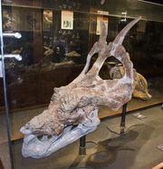Achelousaurus (MOR 485)