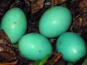 Great-Tinamou-Eggs-56e0c8343df78c5ba0567f16