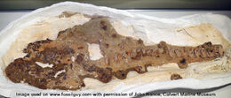 Hemipristis-shark-associated-fossil
