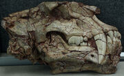 HomotheriumCrenatidens-PaleozoologicalMuseumOfChina-May23-08