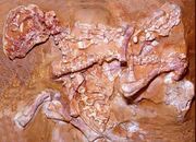 S40459606